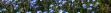 myosotis