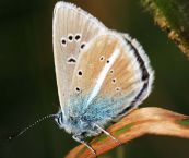 papillon